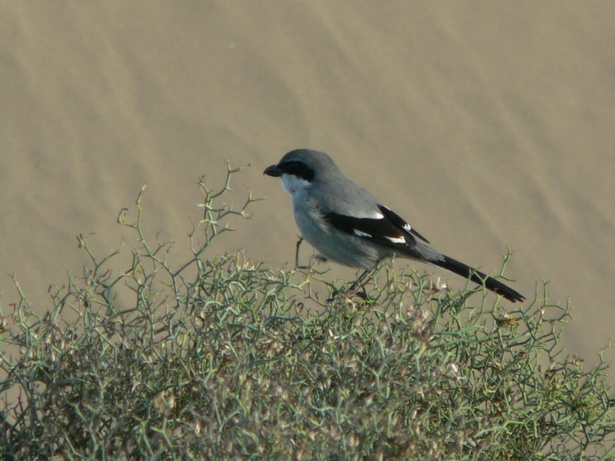 Great Gray Shrike (Sahara) - ML204677641