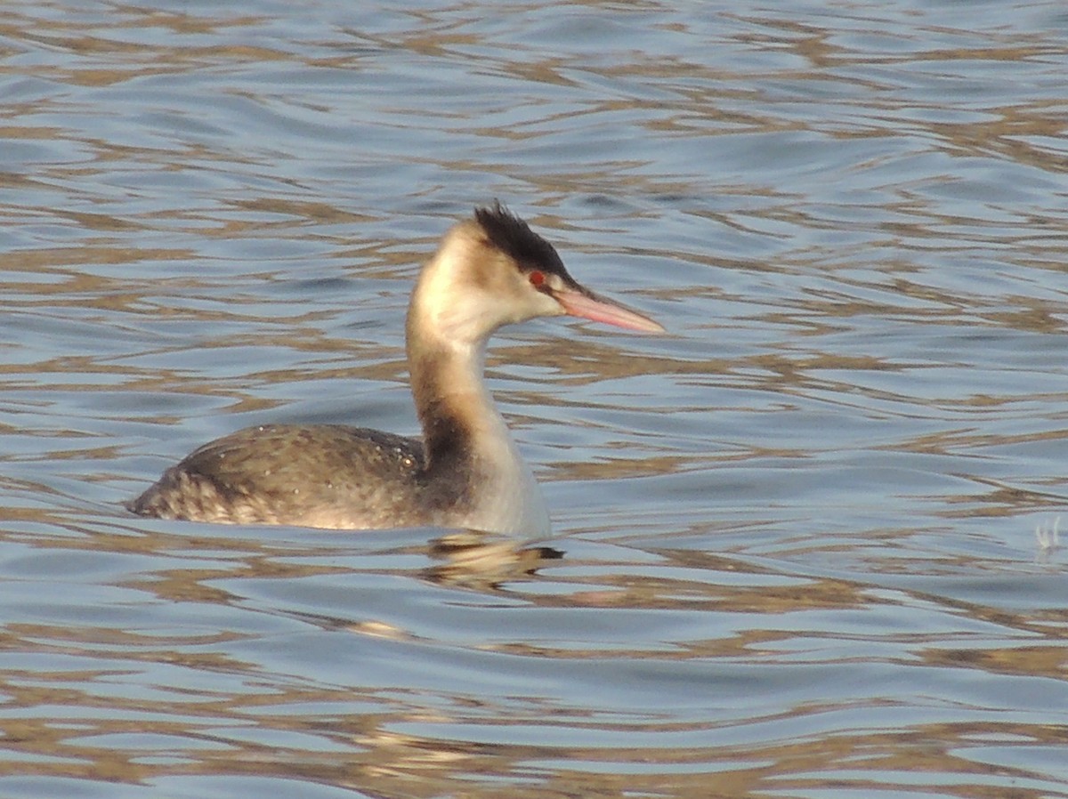 Great Crested Grebe - ML204677861