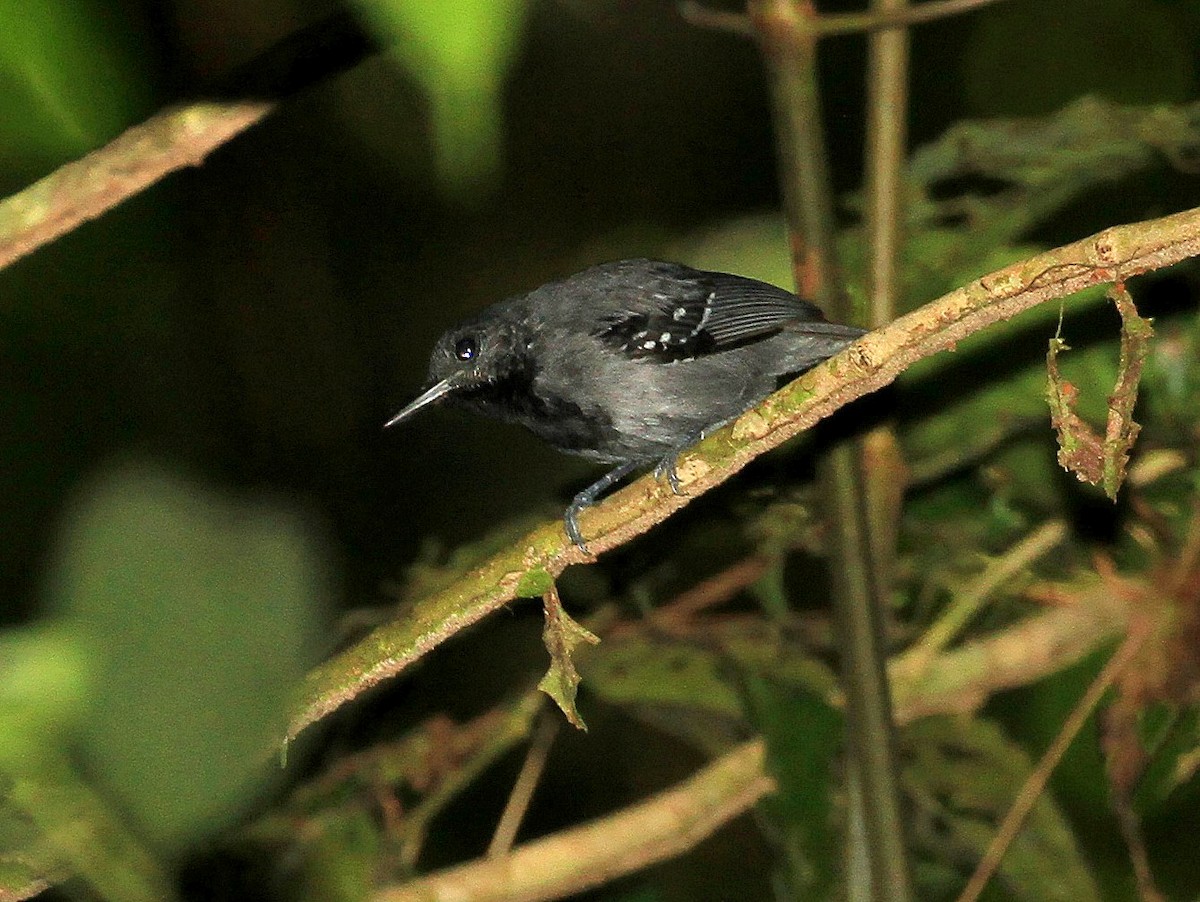Long-winged Antwren - Terry S Baltimore