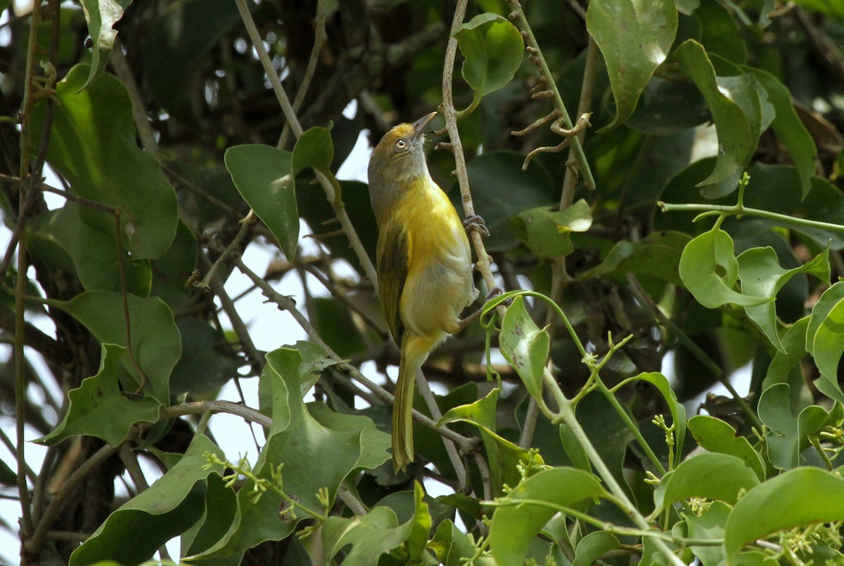 Sarı Gerdanlı Yaprak Vireosu (thoracicus) - ML204678501