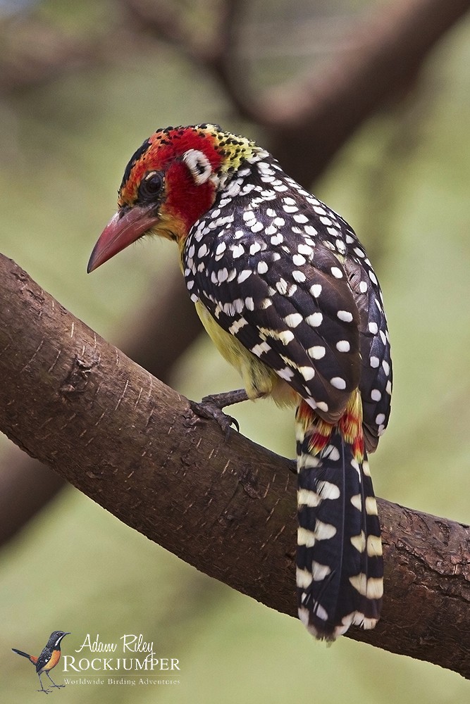 Red-and-yellow Barbet - ML204678661