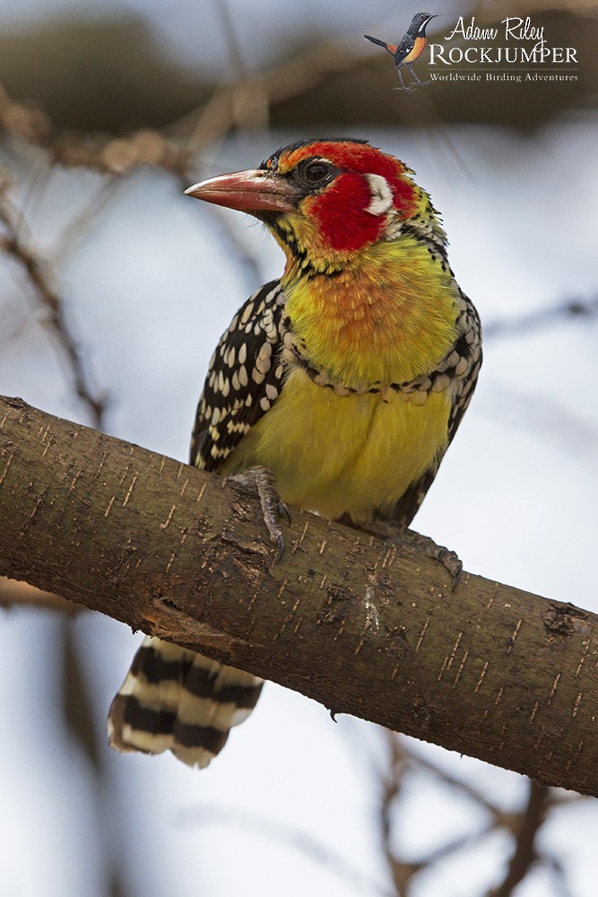 Red-and-yellow Barbet - Adam Riley