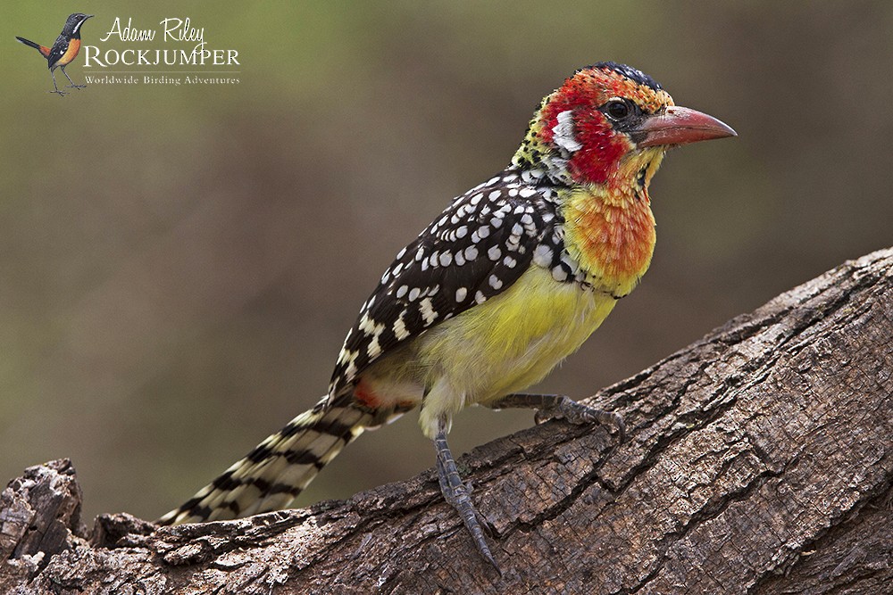Red-and-yellow Barbet - ML204678681