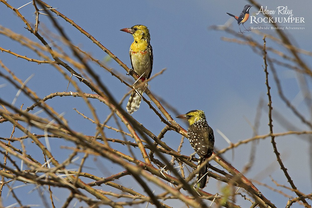 Yellow-breasted Barbet - ML204678861