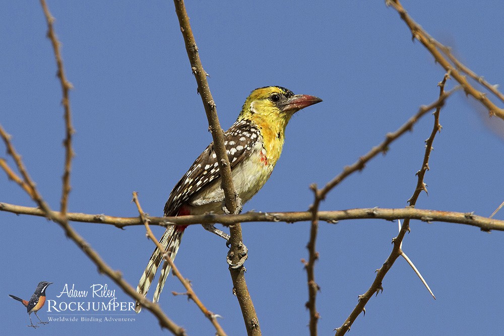 Yellow-breasted Barbet - ML204678871