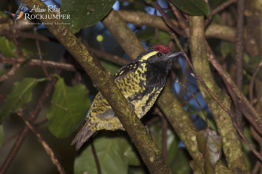 Yellow-spotted Barbet - Adam Riley