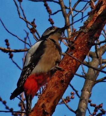 Great Spotted Woodpecker - ML204679491
