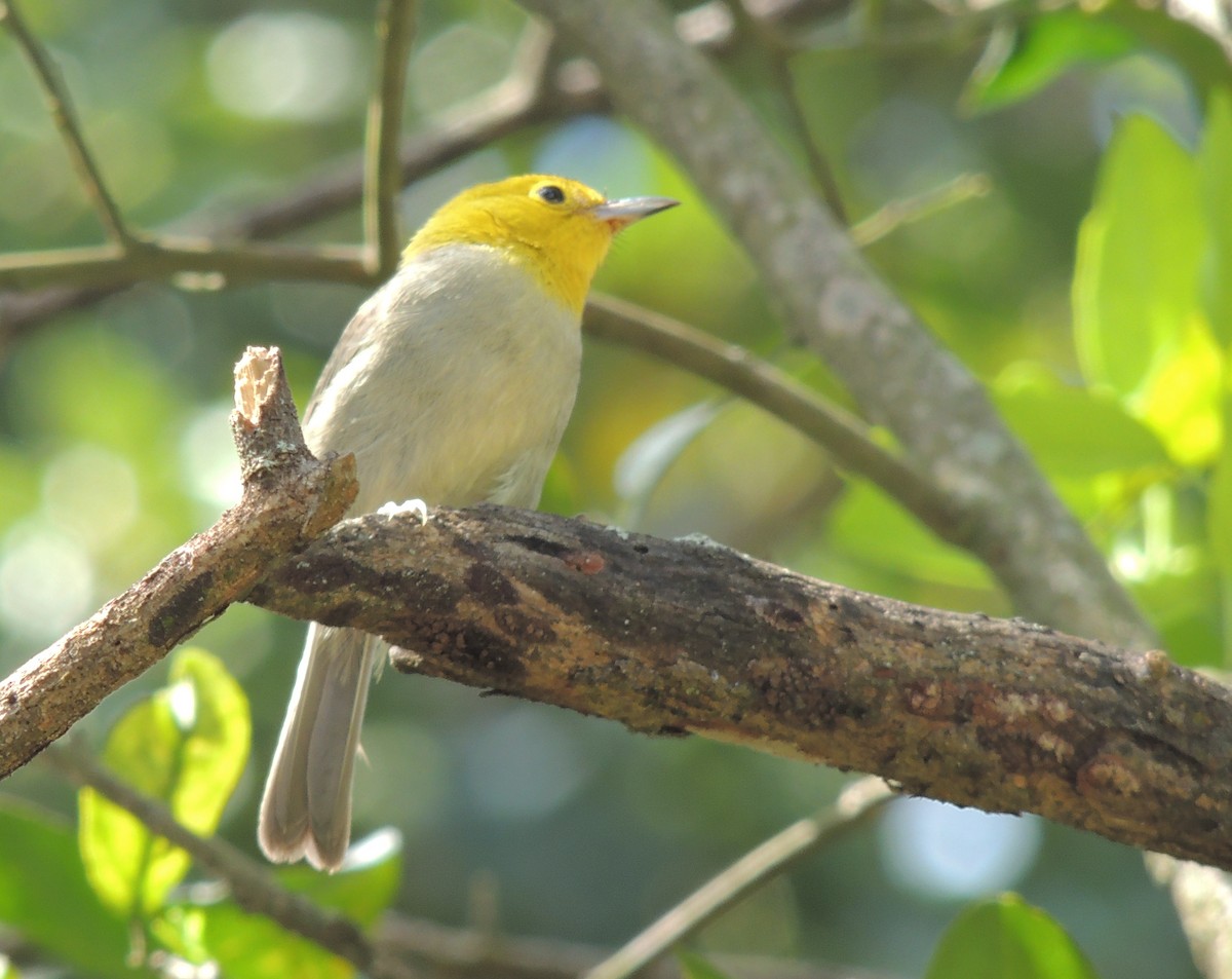 Yellow-headed Warbler - Eduardo Tejeda