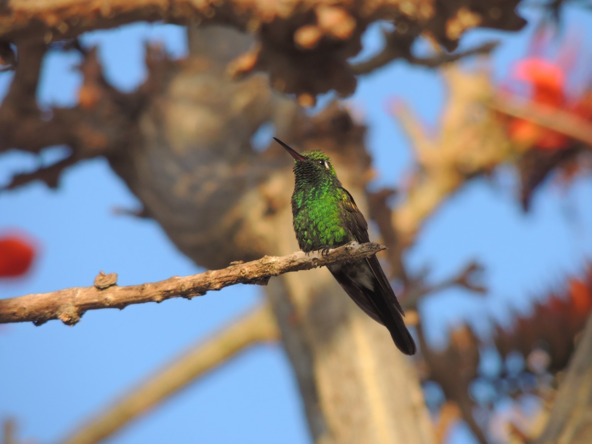 kolibřík kubánský - ML204679521
