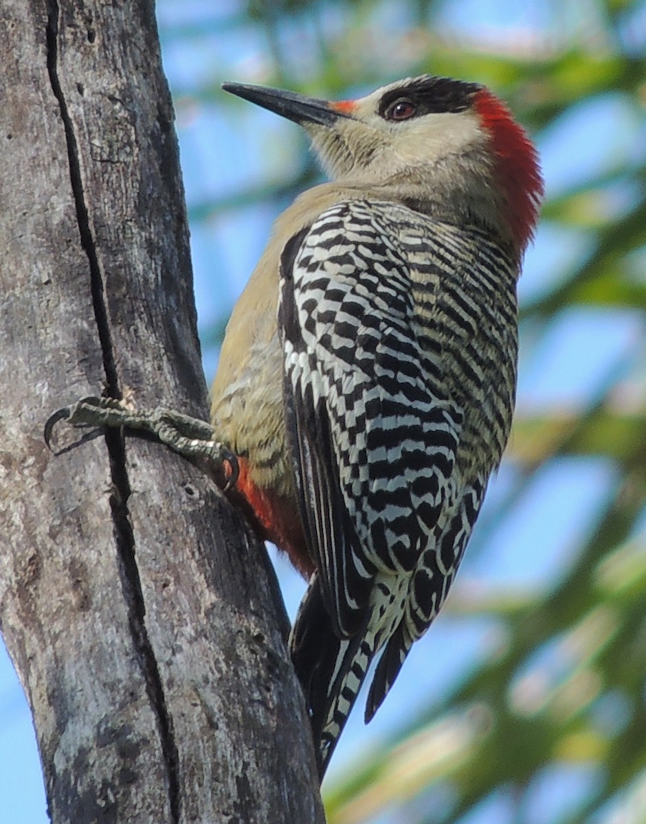 West Indian Woodpecker - Eduardo Tejeda