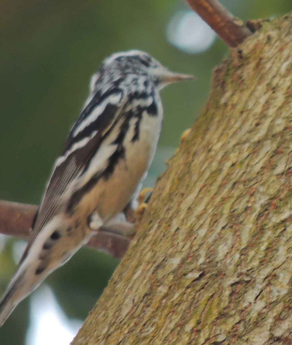 Black-and-white Warbler - ML204679791