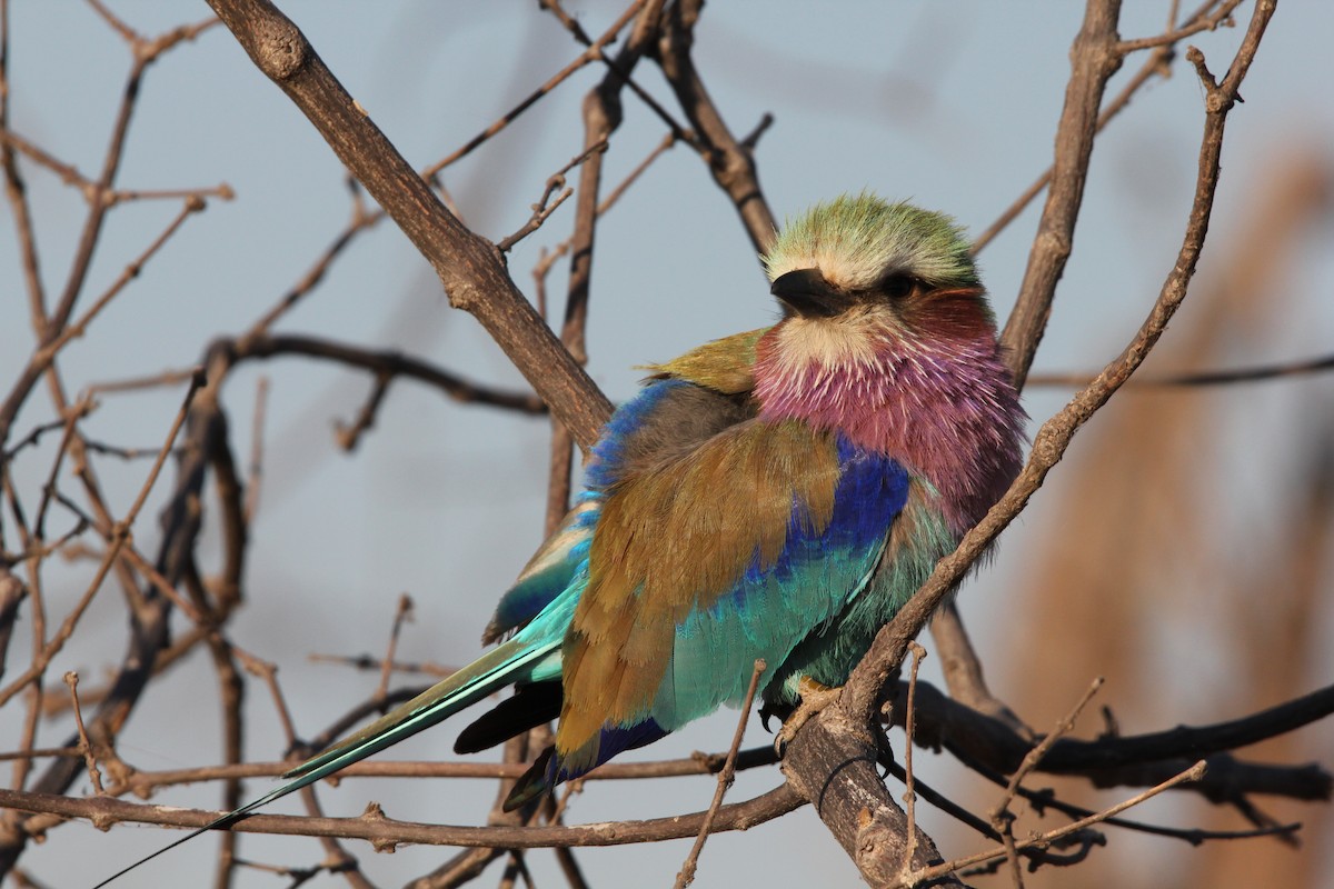 Lilac-breasted Roller - Laura Sargentini