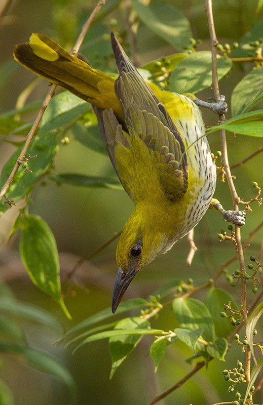 Indian Golden Oriole - ML204680011