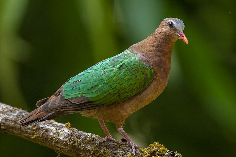 Asian Emerald Dove - Solomon Sampath Kumar