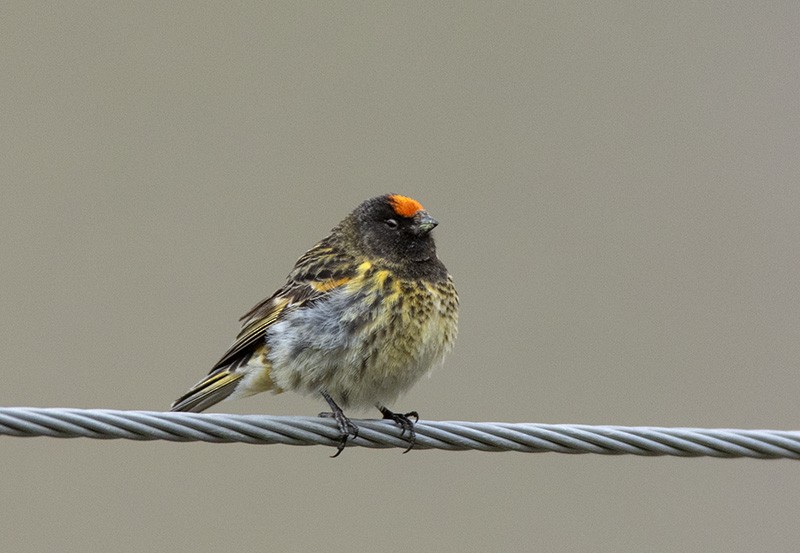 Fire-fronted Serin - ML204680381