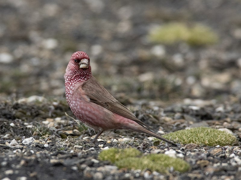 Great Rosefinch (Spotted) - ML204680461