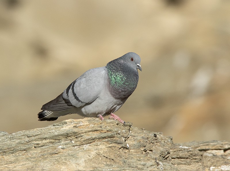 Pigeon des rochers - ML204680481