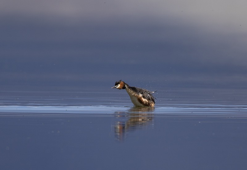 Great Crested Grebe - ML204680521
