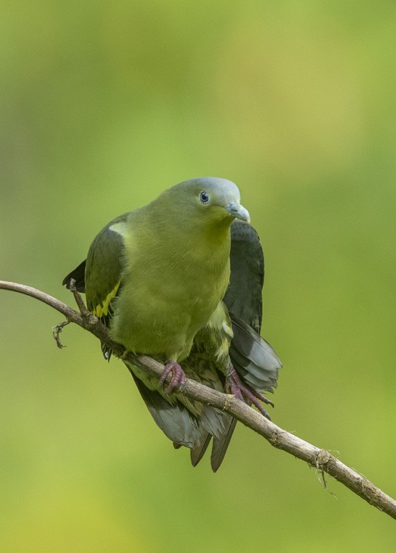 Gray-fronted Green-Pigeon - Solomon Sampath Kumar
