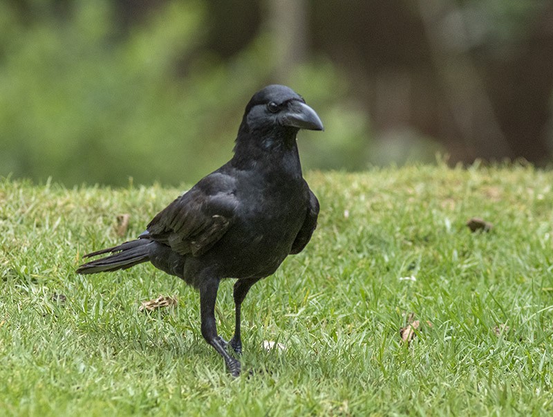 Large-billed Crow (Indian Jungle) - ML204680611
