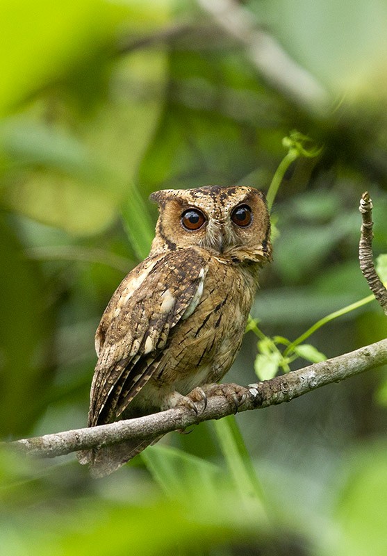 Indian Scops-Owl - Solomon Sampath Kumar