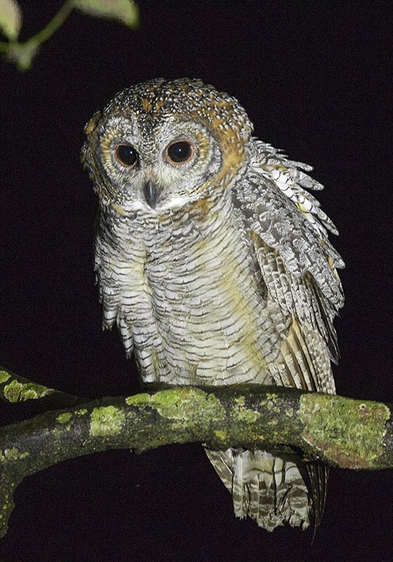 Mottled Wood-Owl - Solomon Sampath Kumar