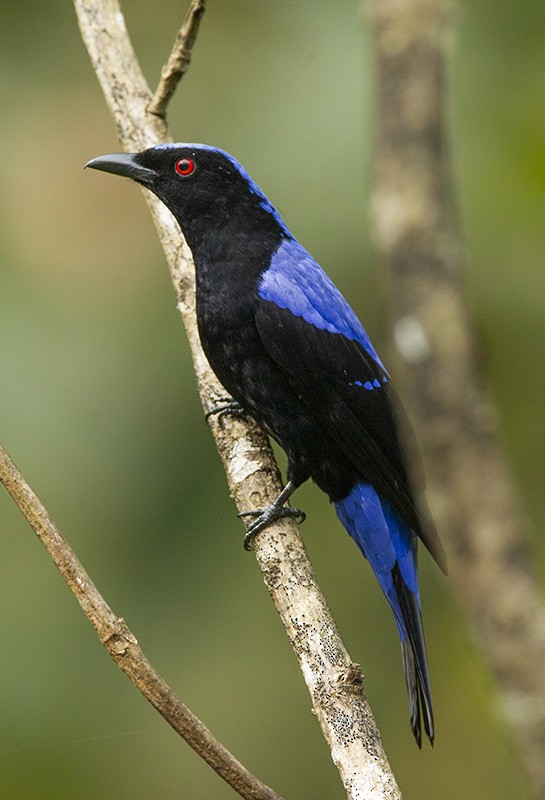Asian Fairy-bluebird - Solomon Sampath Kumar