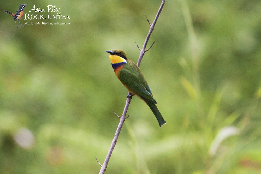 Blue-breasted Bee-eater - Adam Riley