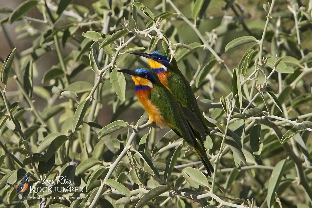 Ethiopian Bee-eater - Adam Riley
