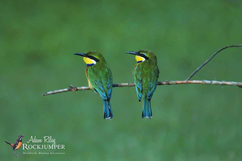 Blue-breasted Bee-eater - ML204680891