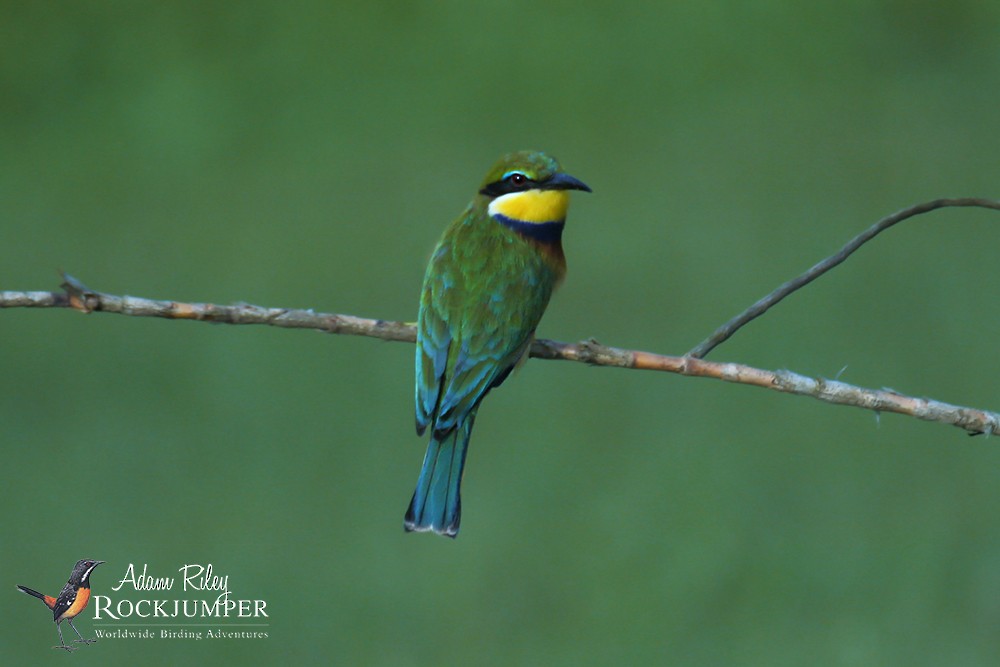 Blue-breasted Bee-eater - ML204680901