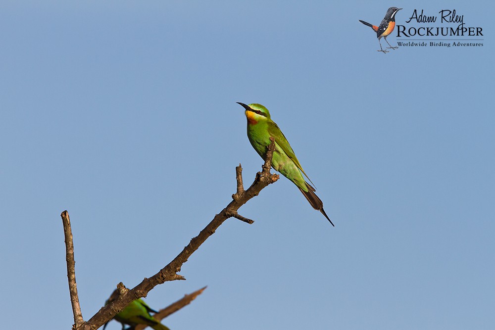 Blue-cheeked Bee-eater - Adam Riley