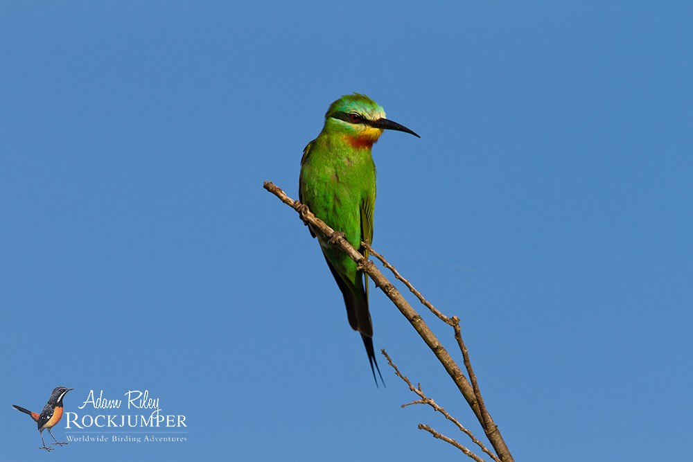 Blue-cheeked Bee-eater - ML204680961
