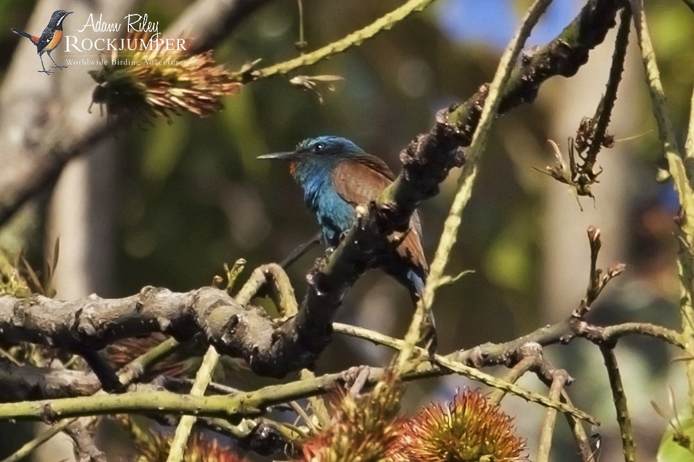 Blue-headed Bee-eater - Adam Riley