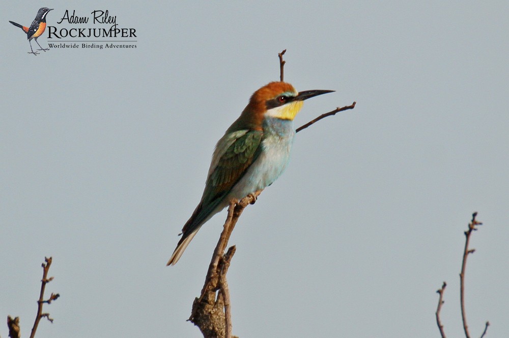 European Bee-eater - ML204681071