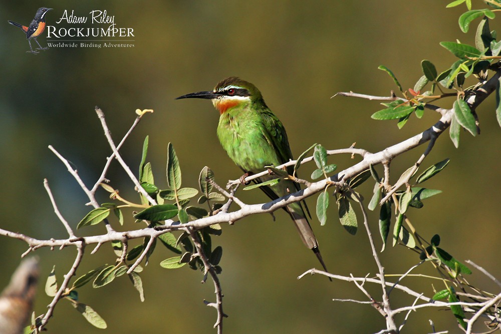 Madagascar Bee-eater - Adam Riley