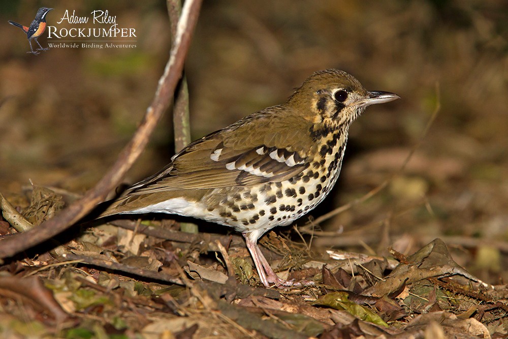 Spotted Ground-Thrush (Spotted) - ML204681171