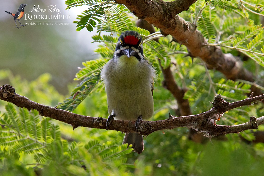 Red-fronted Tinkerbird - ML204681231