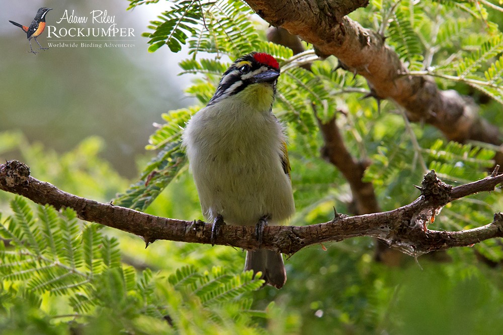 Red-fronted Tinkerbird - ML204681241