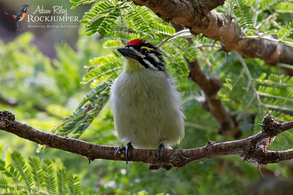 Red-fronted Tinkerbird - ML204681281