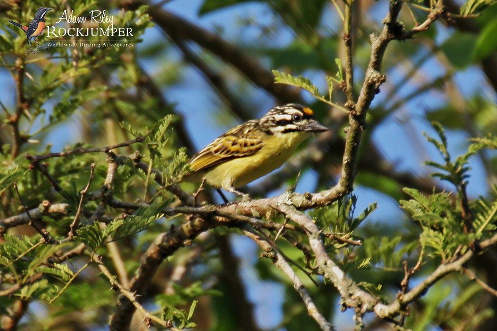 Yellow-fronted Tinkerbird - ML204681301