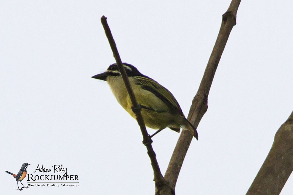 Yellow-fronted Tinkerbird - ML204681341