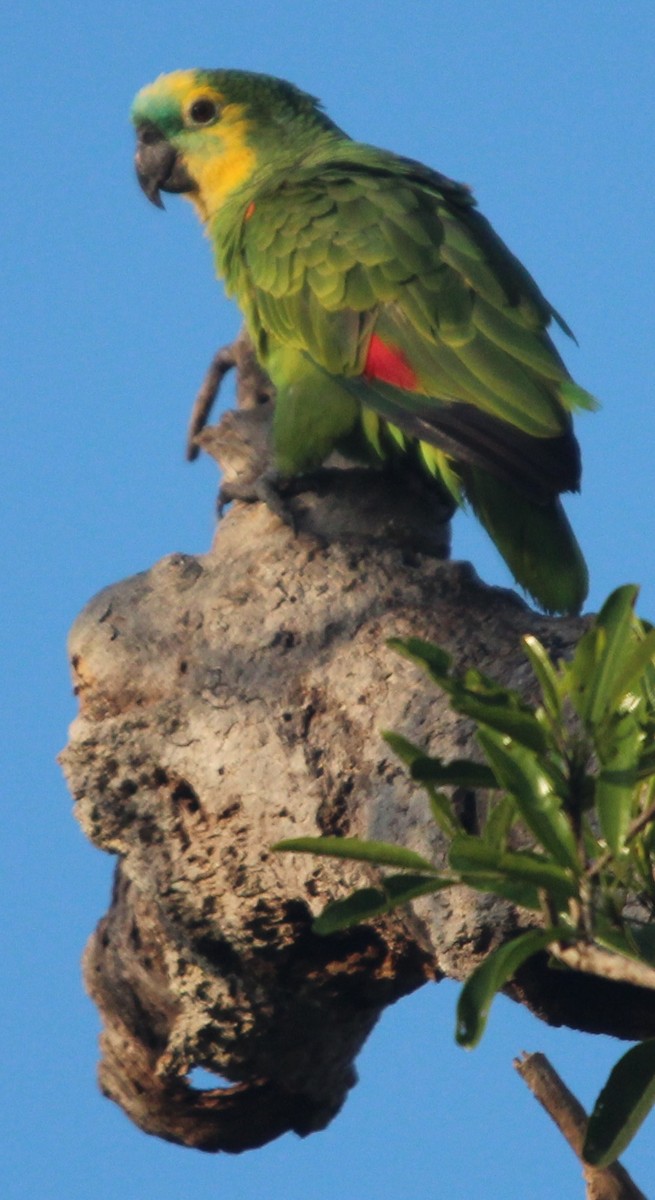 Turquoise-fronted Parrot - ML204681731