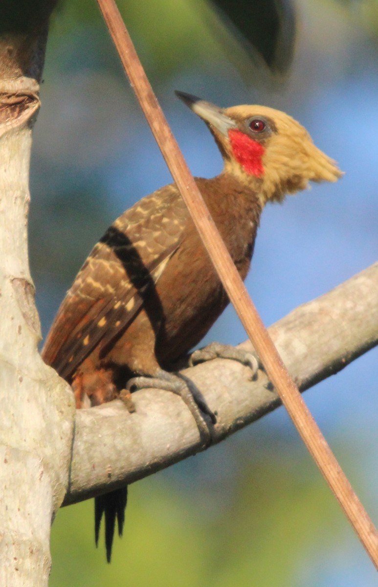 Pale-crested Woodpecker - Laura Sargentini