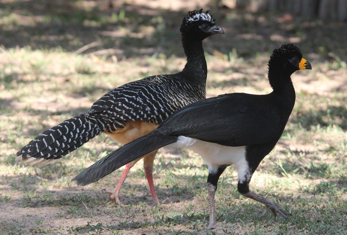 Bare-faced Curassow (Bare-faced) - ML204681821