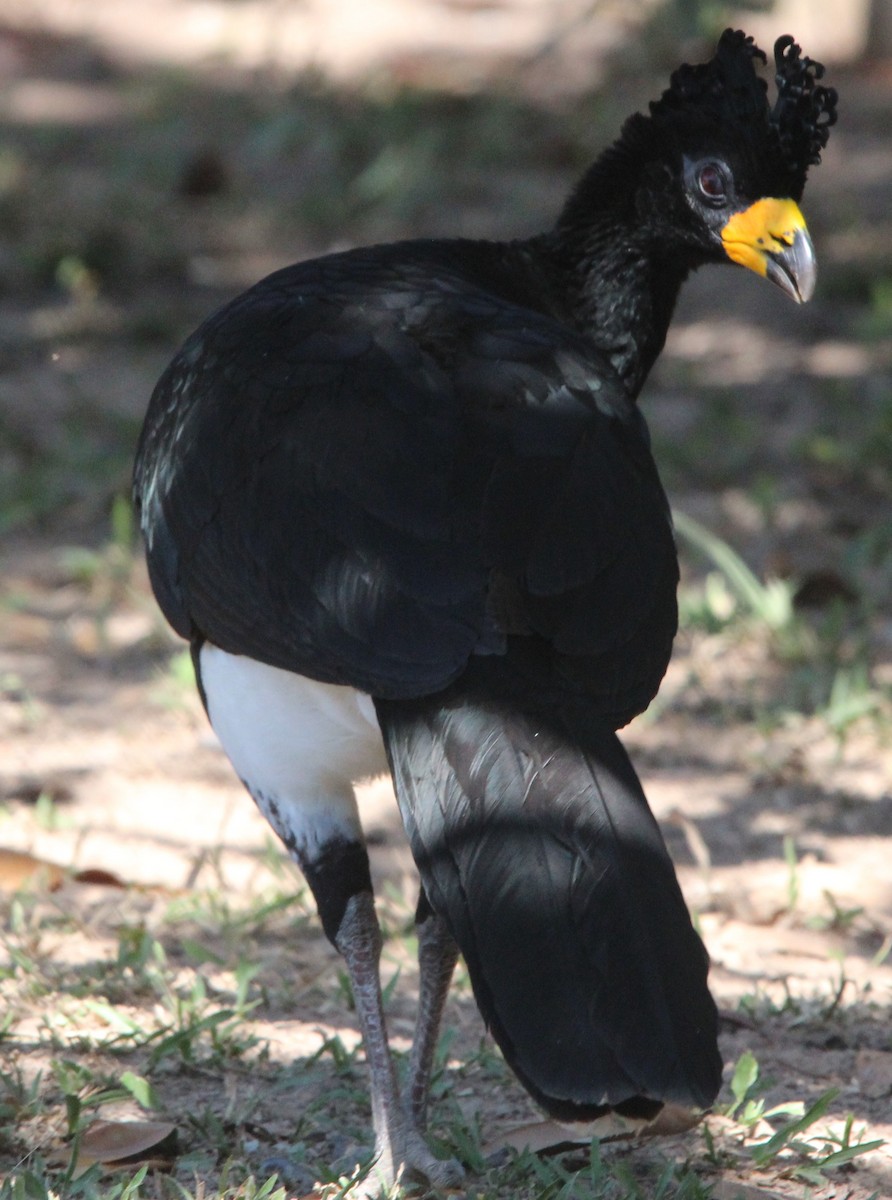 Bare-faced Curassow (Bare-faced) - Laura Sargentini