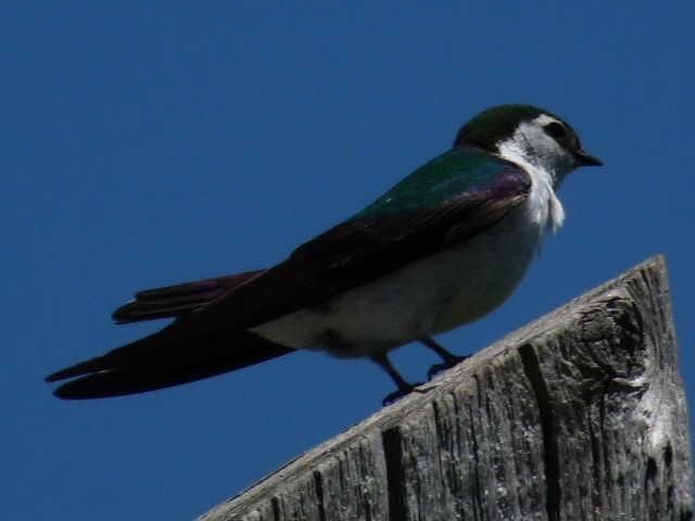 Violet-green Swallow - ML204681891