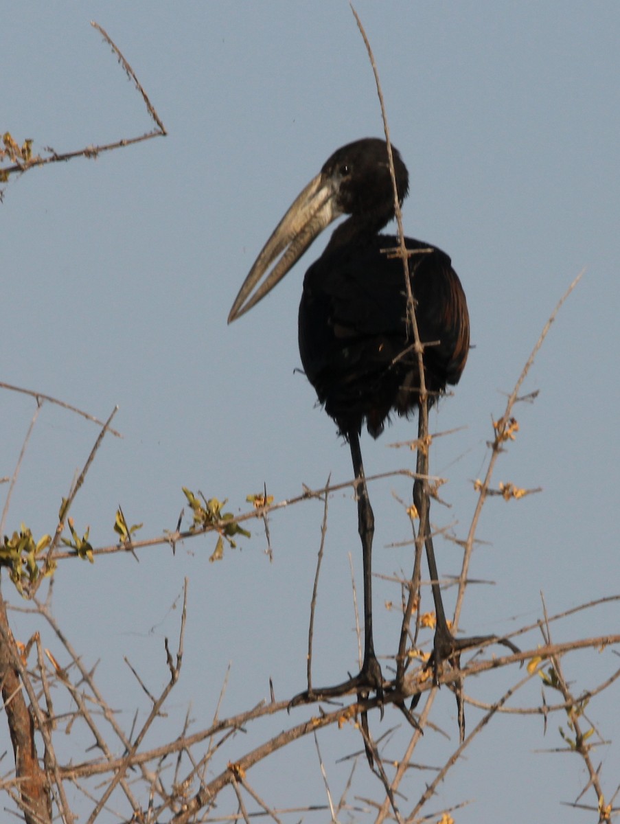 African Openbill - Laura Sargentini