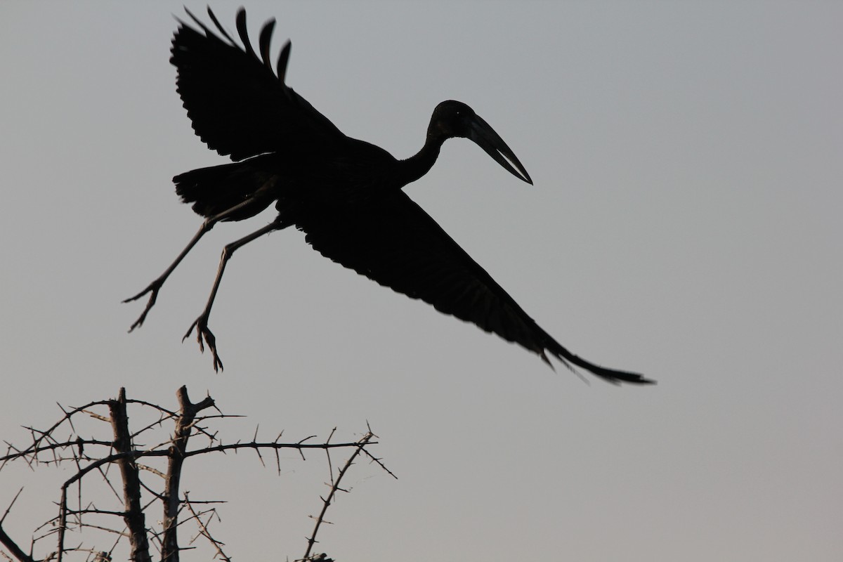 African Openbill - Laura Sargentini