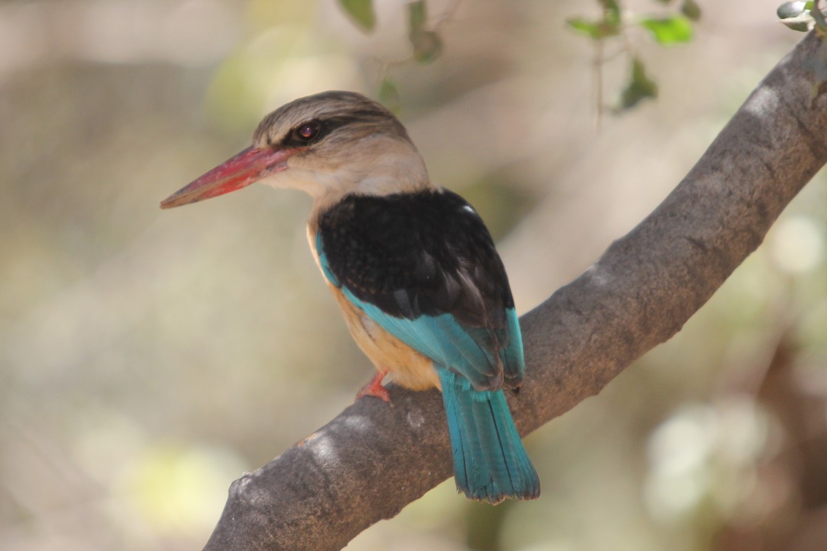 Brown-hooded Kingfisher - Laura Sargentini